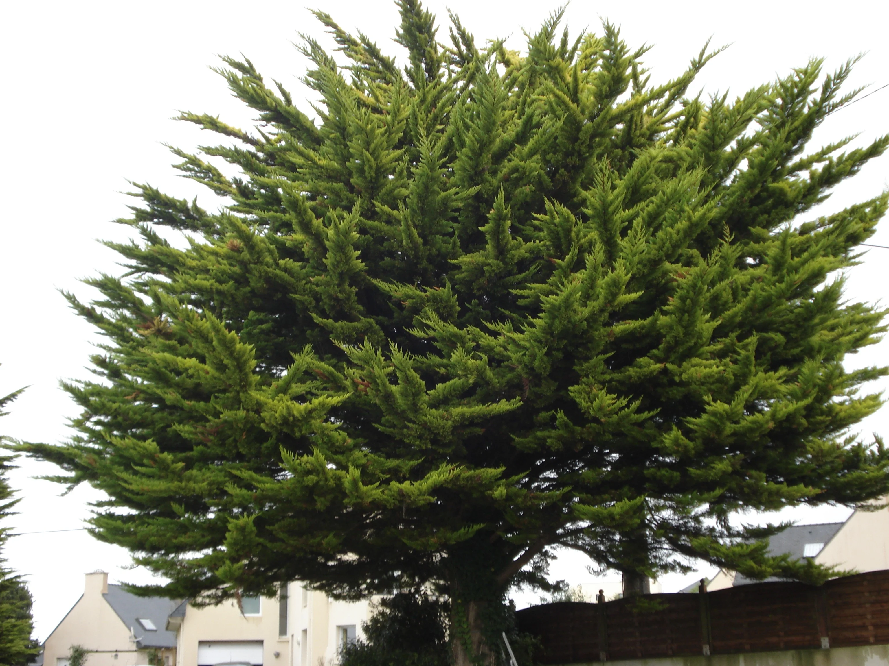 Abattage Thuya Perros-Guirec 22700