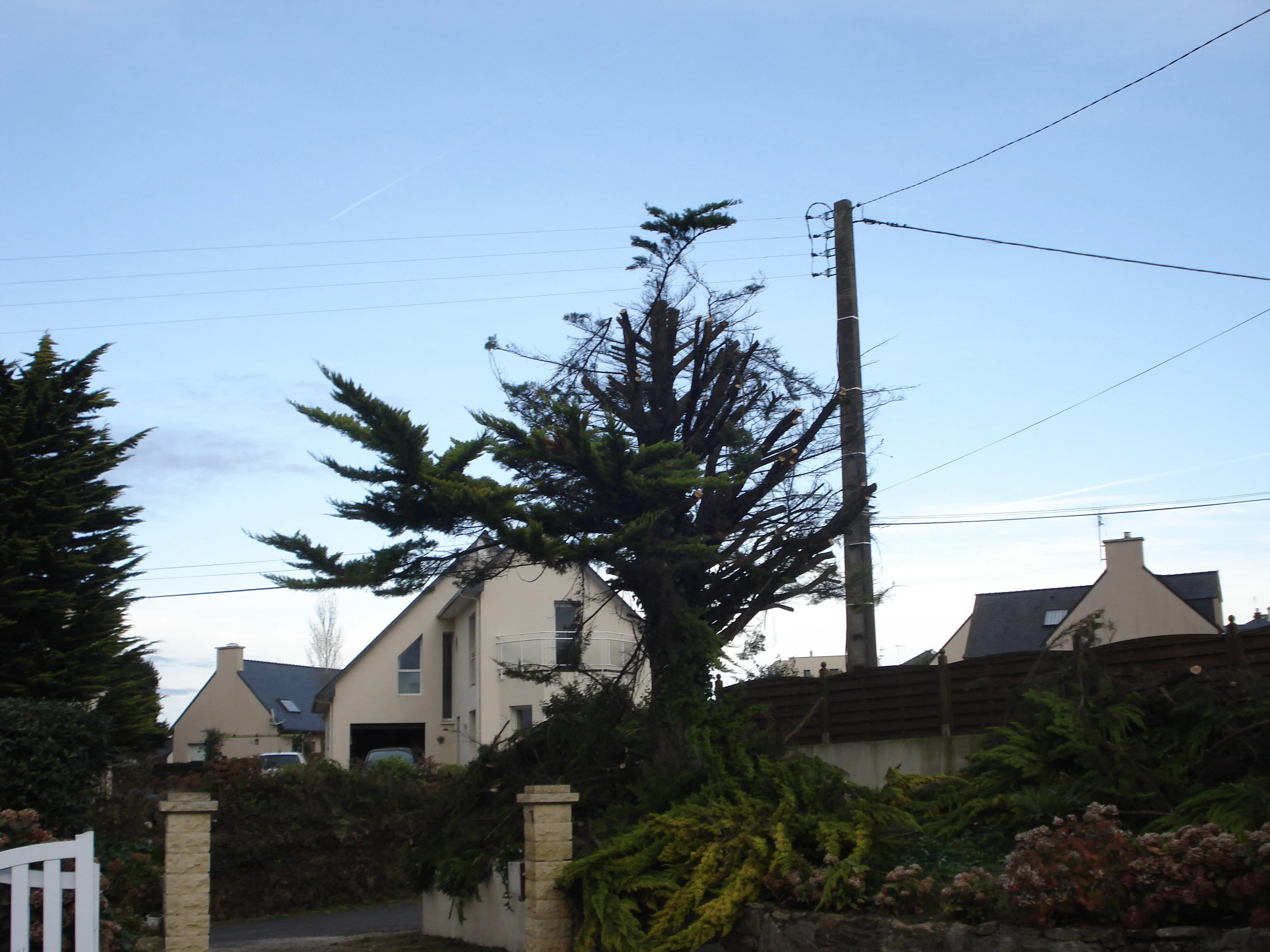 Abattage Thuya Perros-Guirec