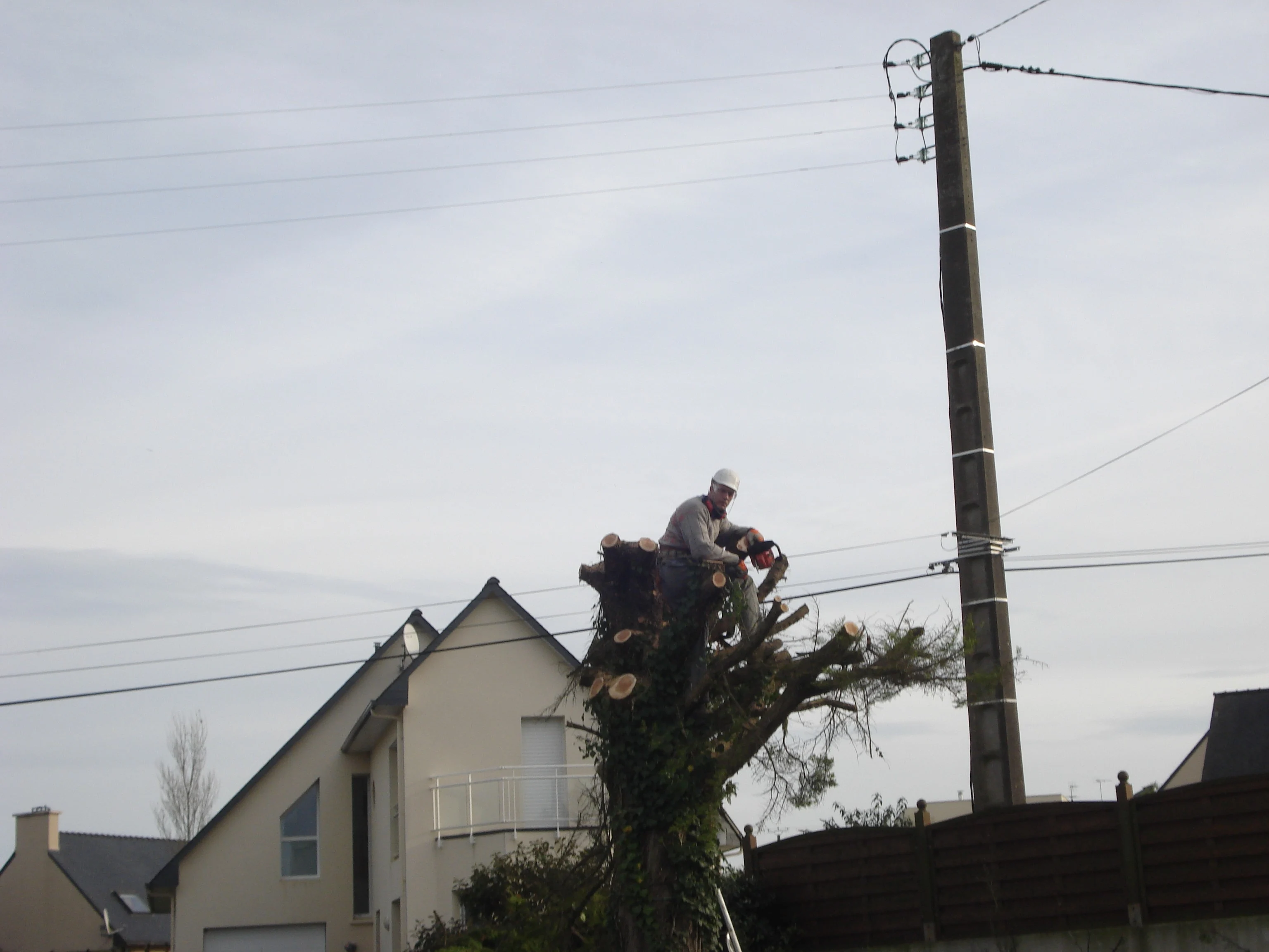 Abattage Thuya Perros-Guirec 22700