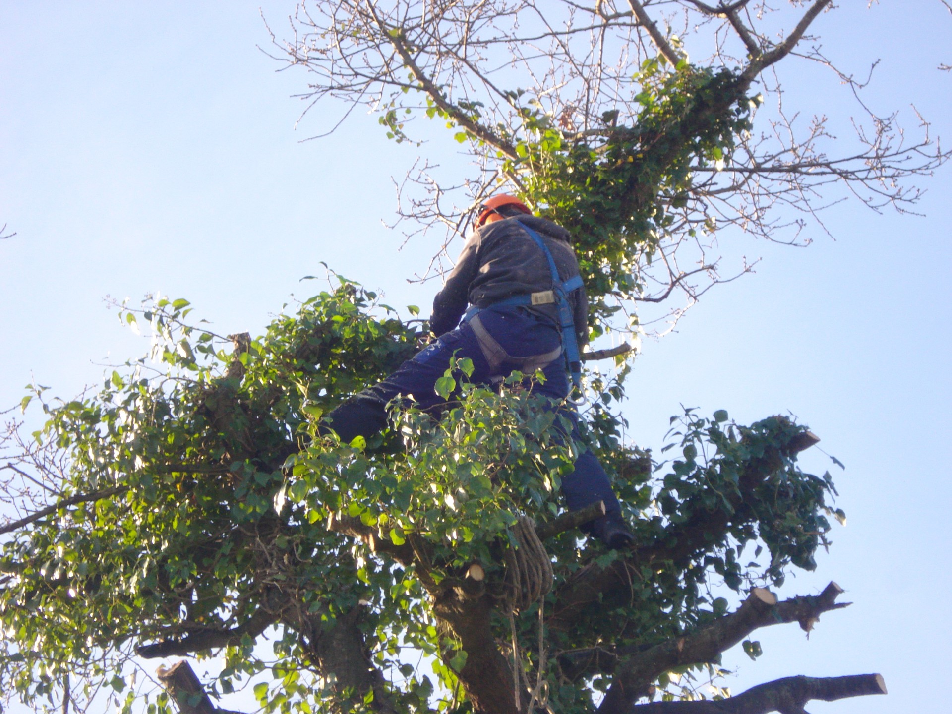 Abattage Chênes lannion servel