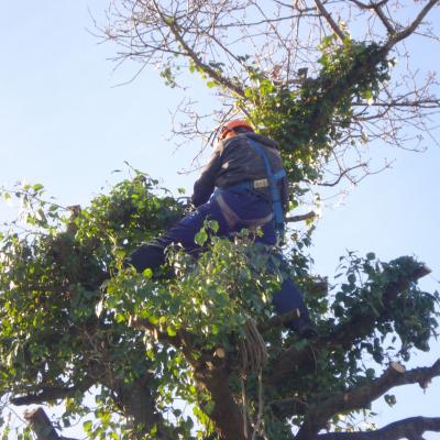 Abattage chene lannion servel