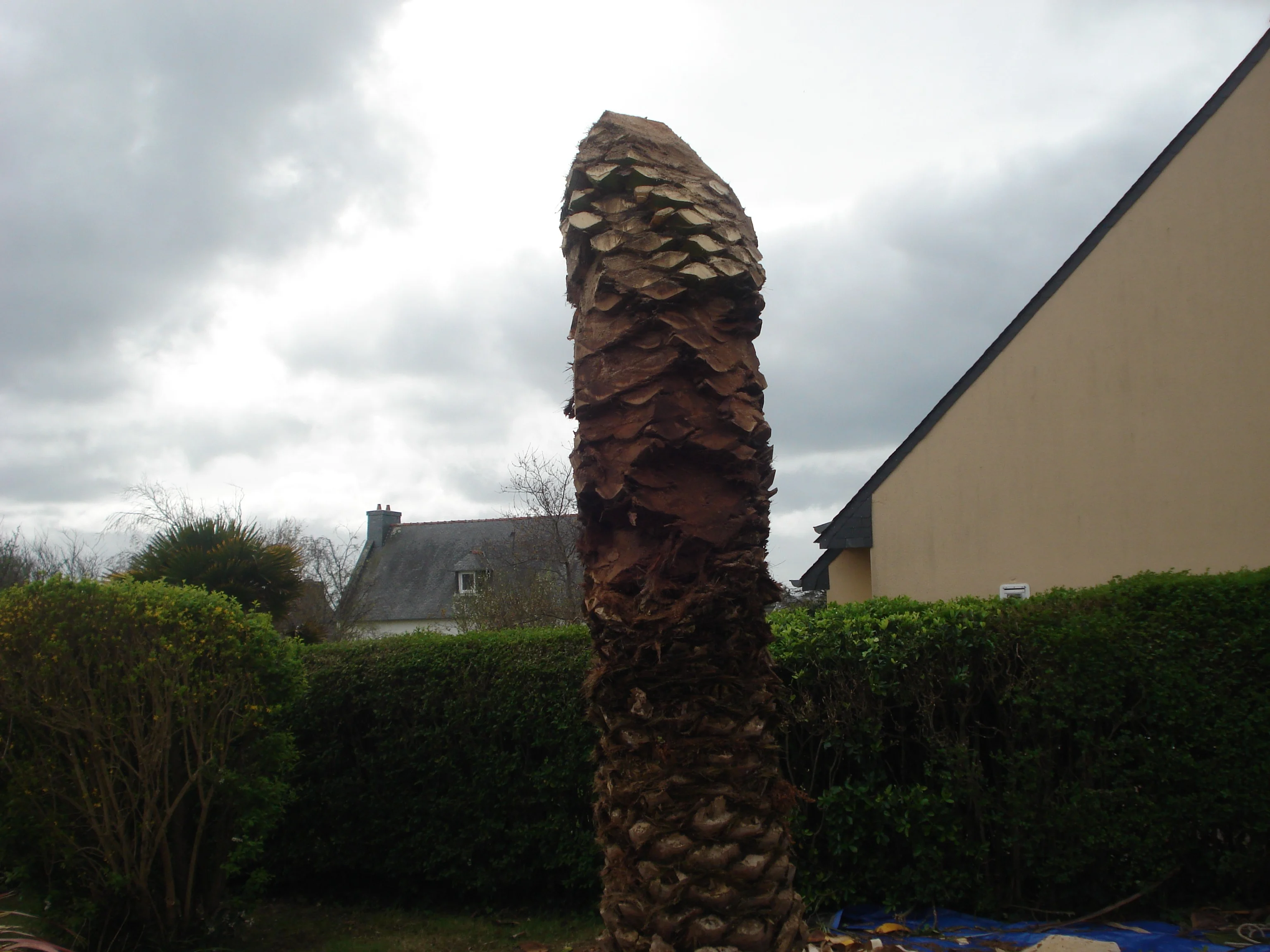 Abattage palmier ile grande 2 