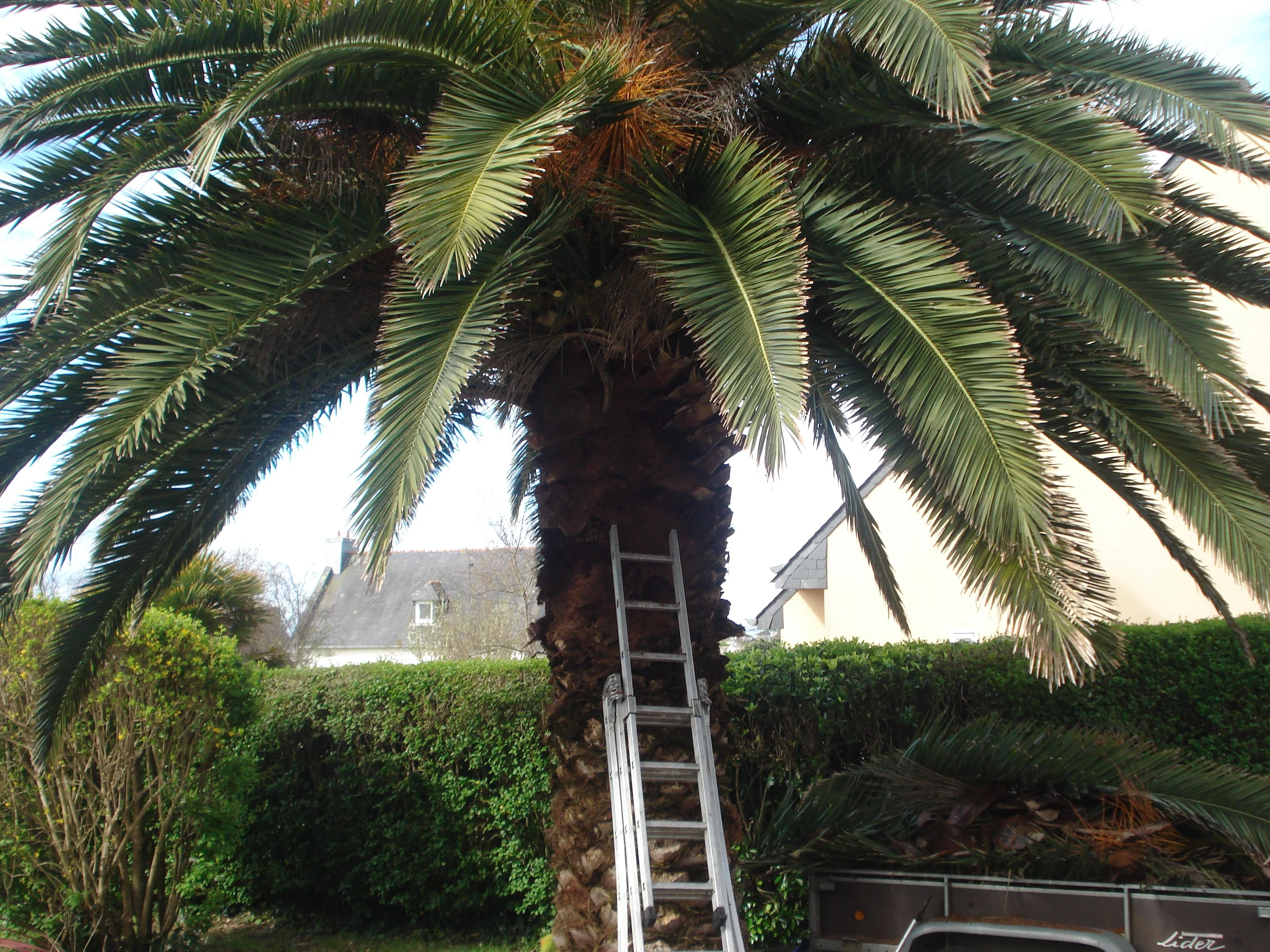 Abattage palmier ile grande