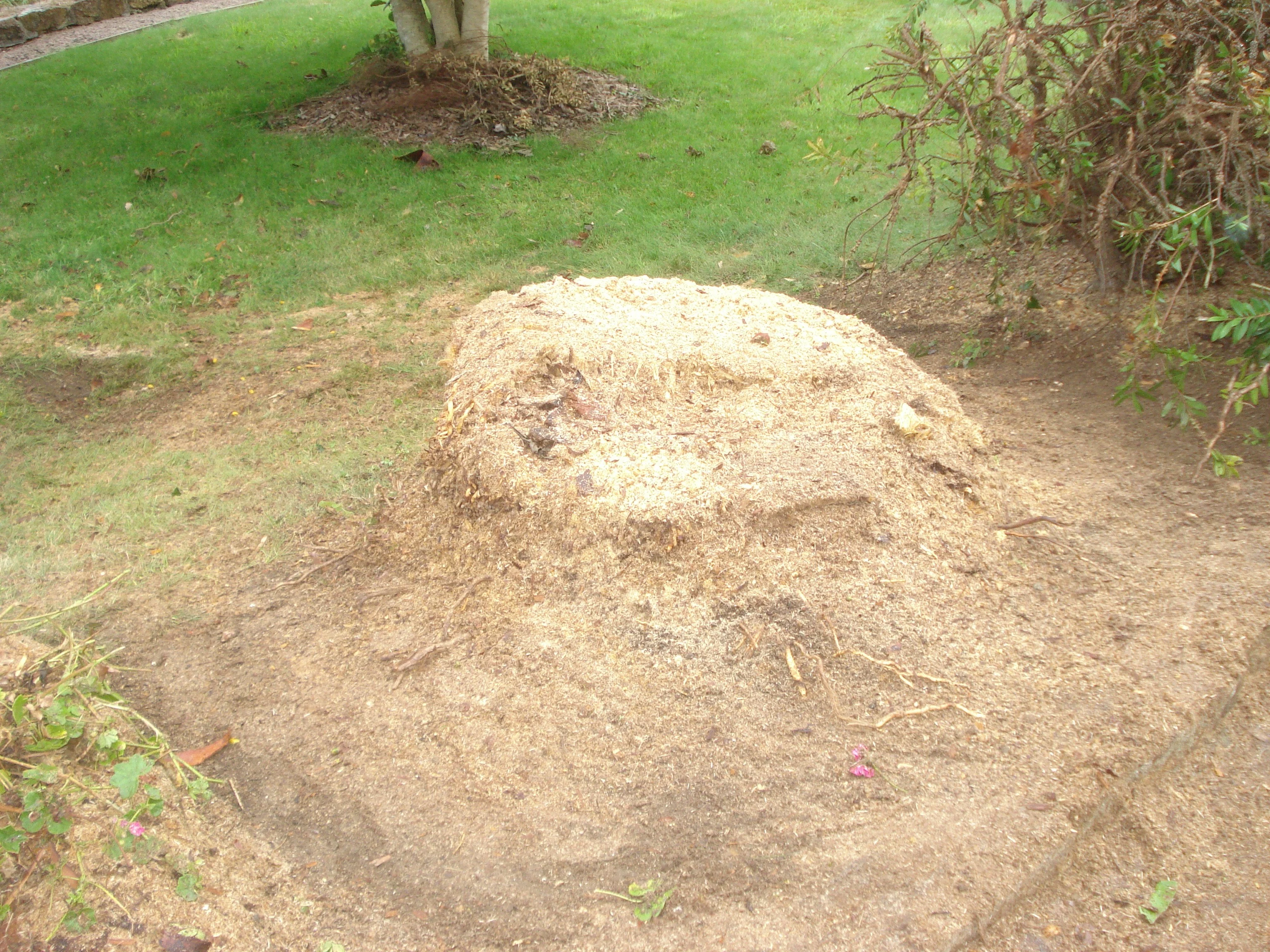 Abattage un palmier phoenix Louannec travail terminer