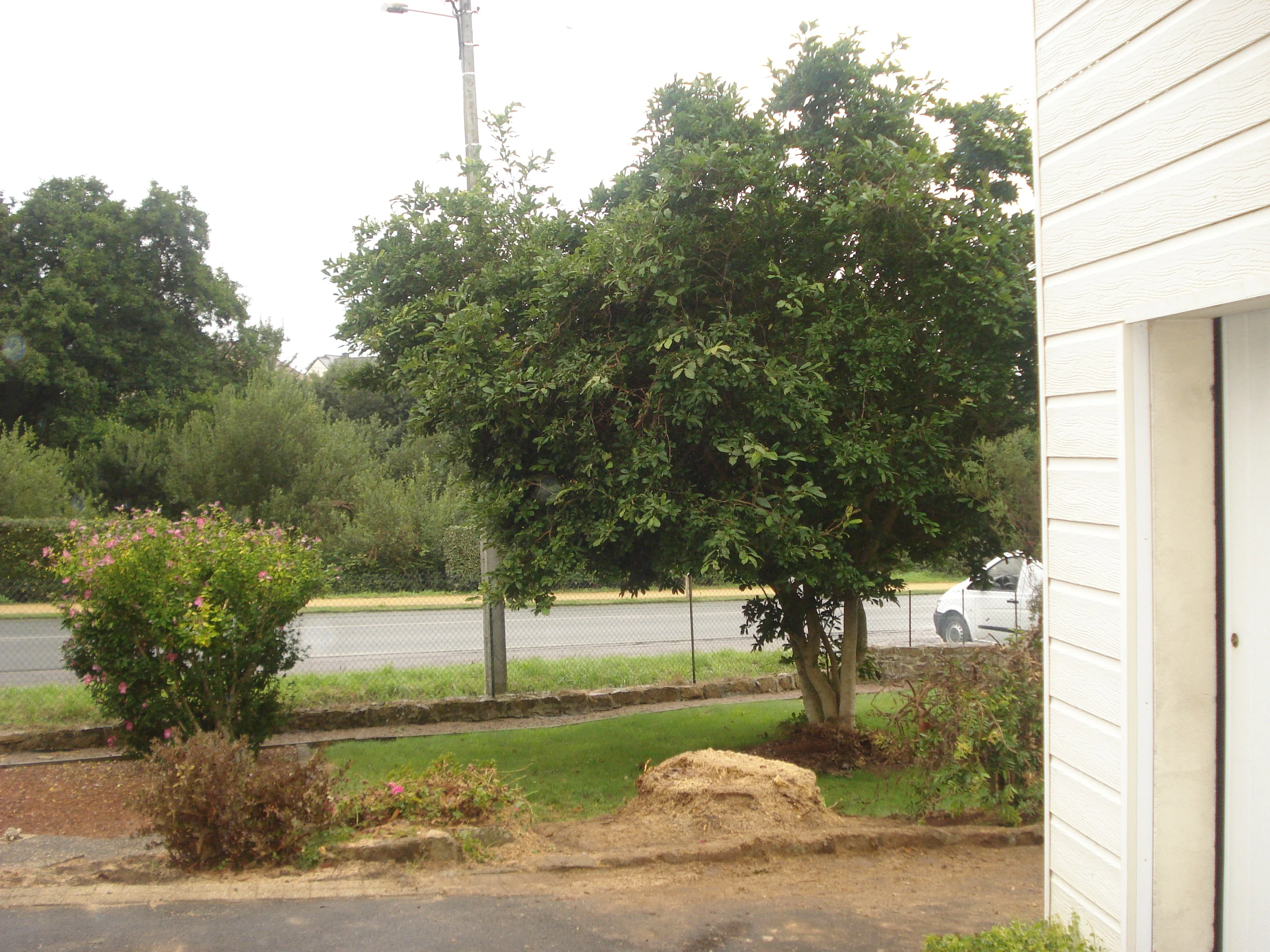 Abattage un palmier phoenix Louannec travail terminer 