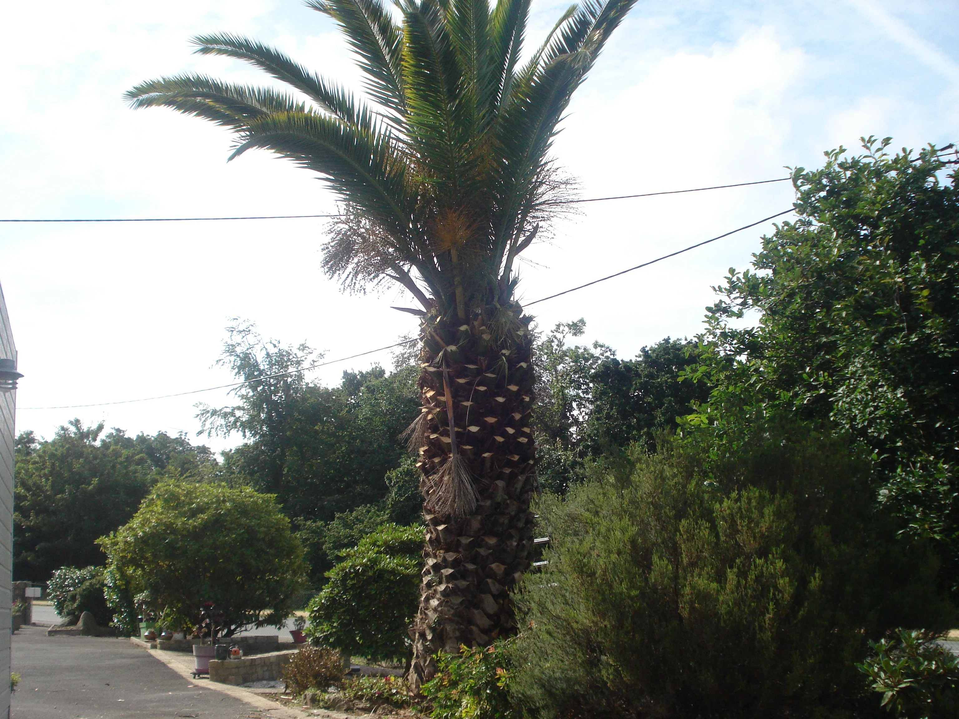 Abattage un palmier phoenix Louannec