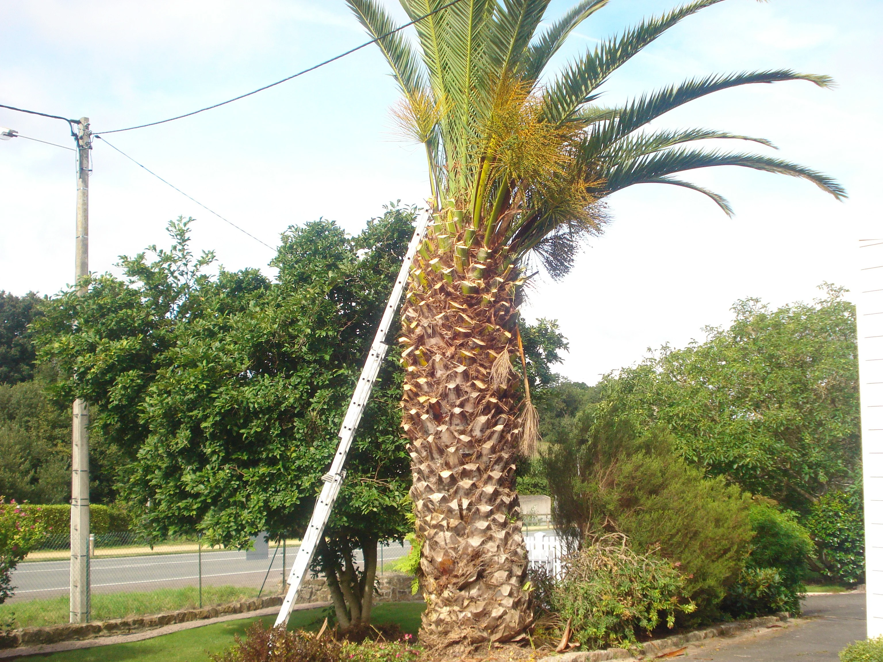 Abattage un palmier phoenix Louannec 