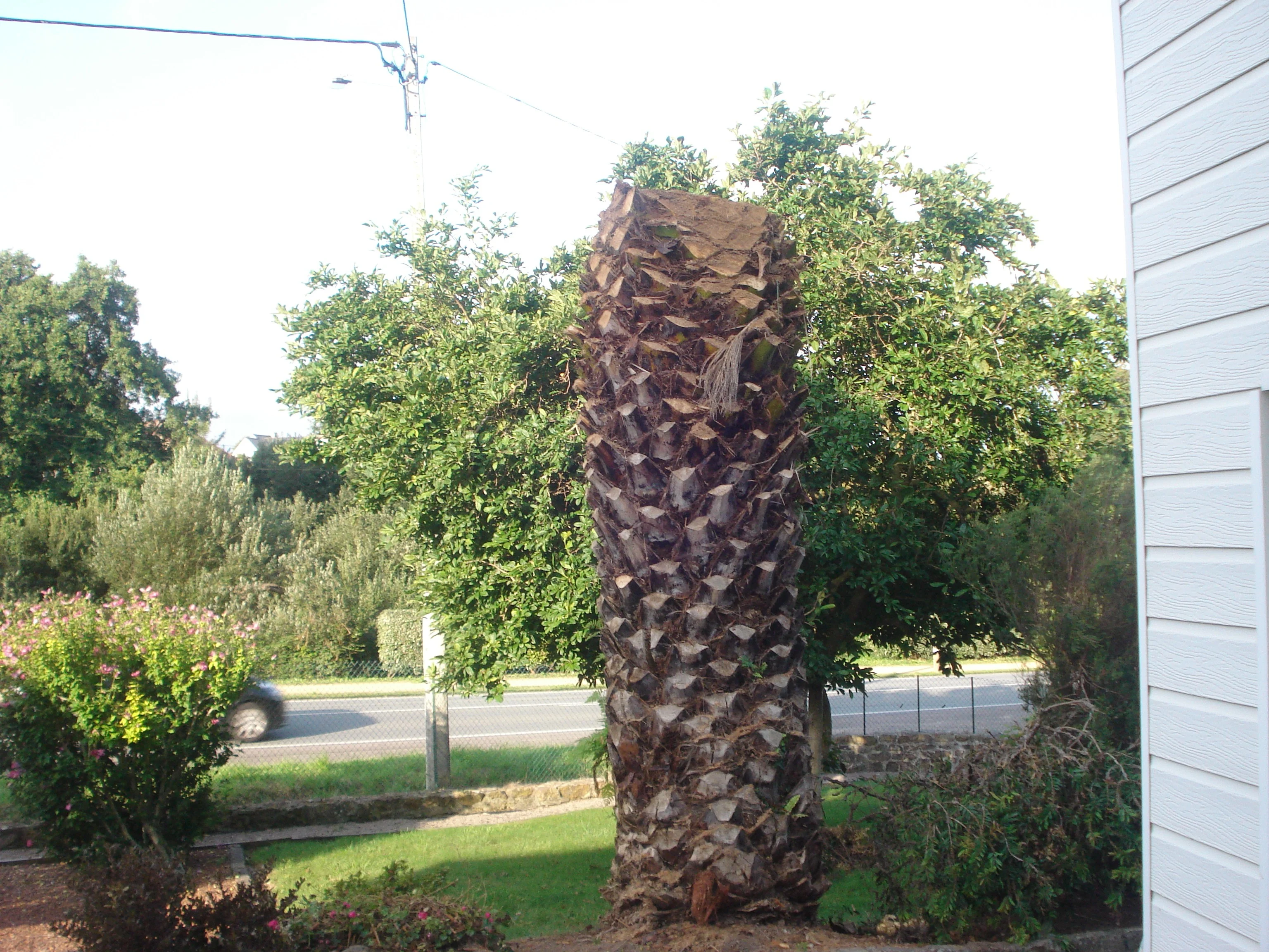 Abattage un palmier phoenix Louannec 