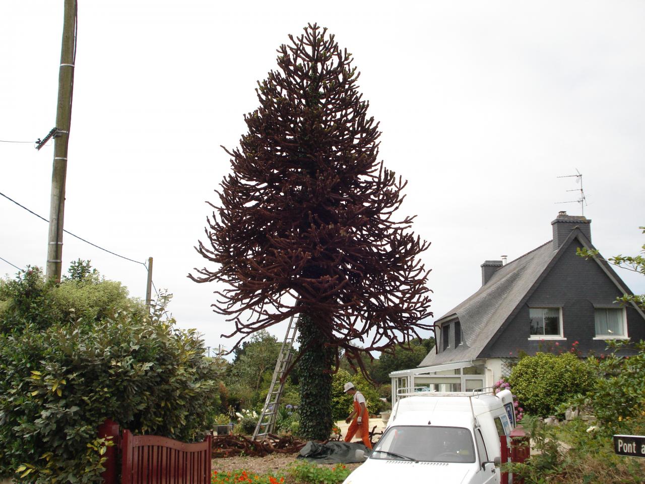 abattage araucaria Lannion Servel