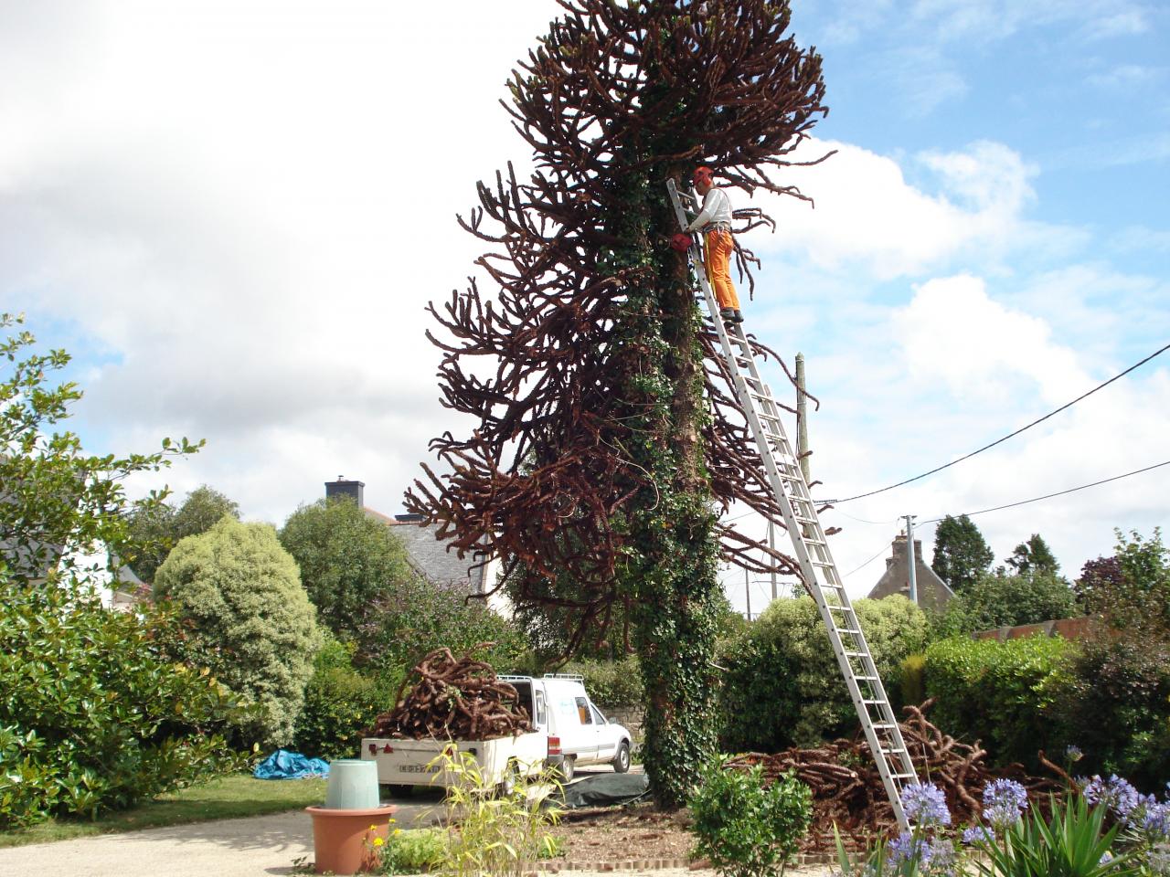 abattage araucaria