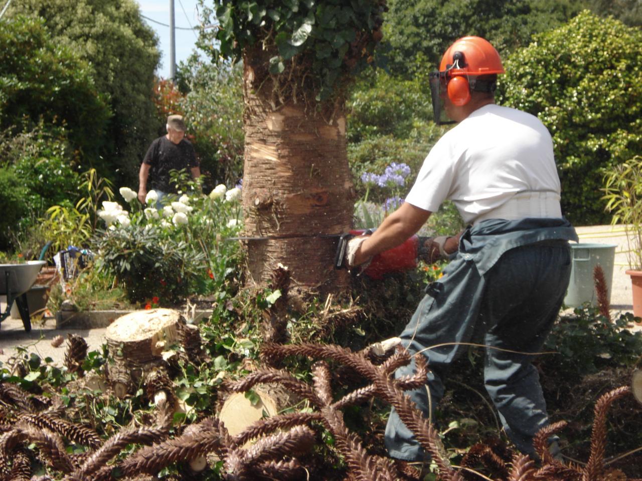 abattage araucaria