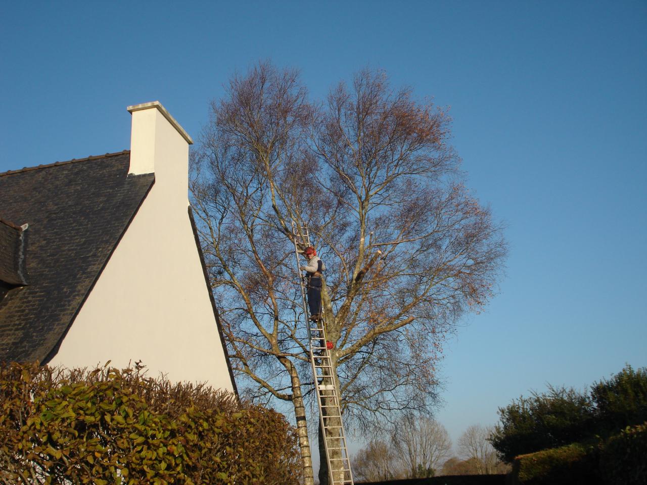 avant abattage trois Bouleaux Tregastel