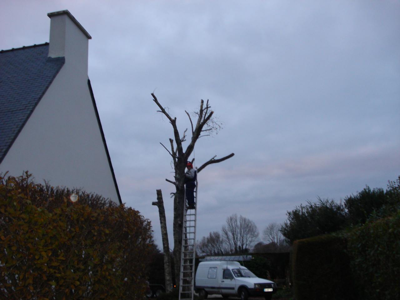 Abattage trois Bouleaux Tregastel