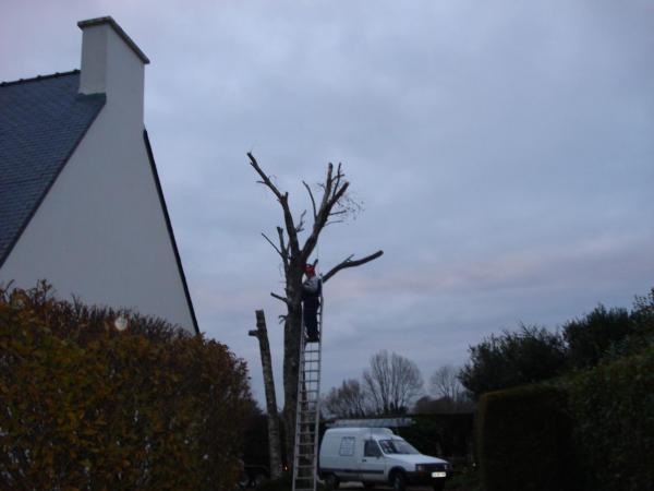 Abattage trois Bouleaux Tregastel