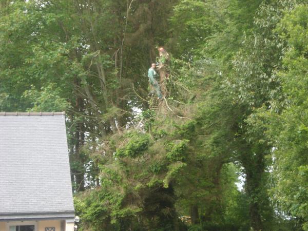 Abattage Sapin Lannion