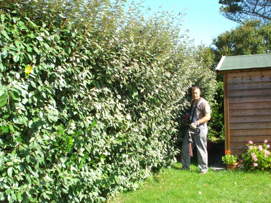 divers travaux de jardin