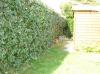 divers travaux de jardin