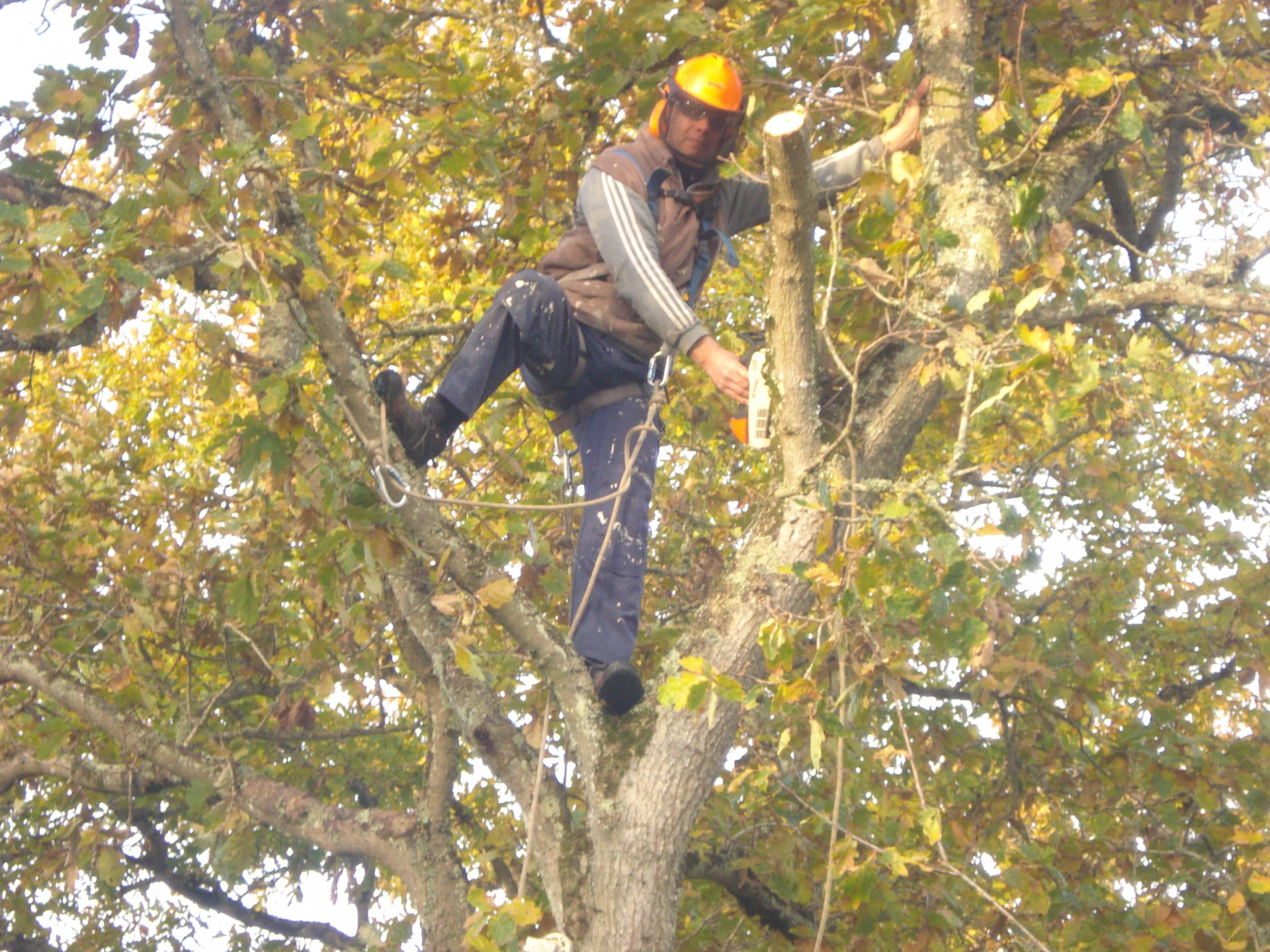 Abattage Chênes Ploumanac'h