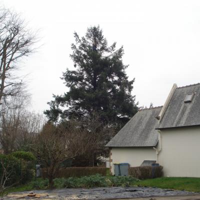 Sapin Louannec