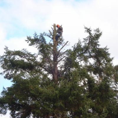 Sapin Louannec
