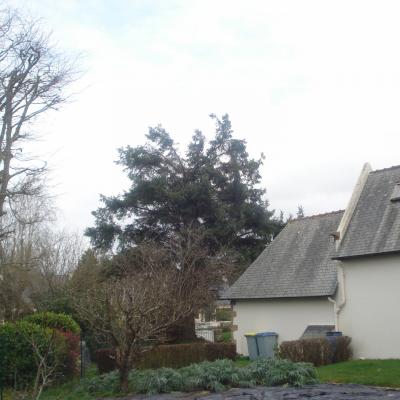 Sapin Louannec
