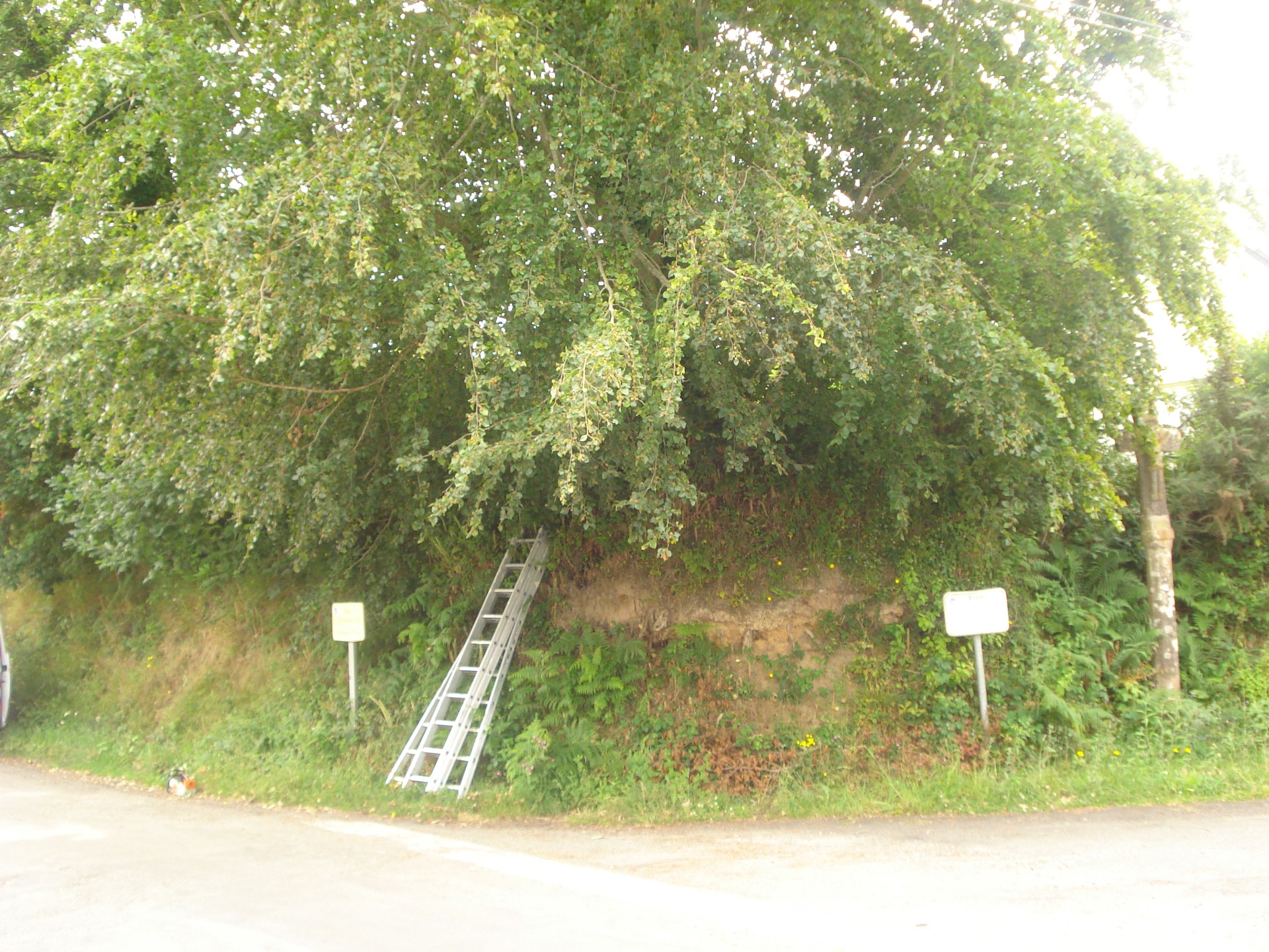 élagage Loguivy les Lannion